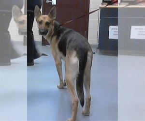 German Shepherd Dog Dogs for adoption in Fayetteville, NC, USA