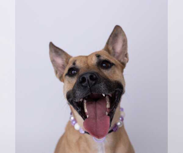 Medium Photo #11 Mutt Puppy For Sale in Fargo, ND, USA