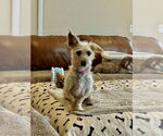 Small #6 Cairn Terrier-Dachshund Mix