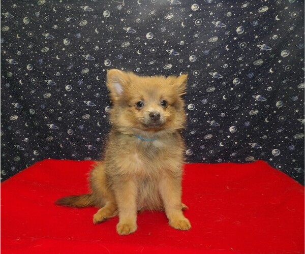 Medium Photo #9 Pomeranian Puppy For Sale in PATERSON, NJ, USA