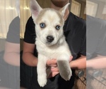 Small Photo #2 Alaskan Husky Puppy For Sale in APPLE VALLEY, CA, USA