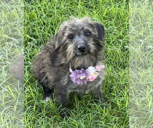 Poodle (Miniature)-Unknown Mix Dogs for adoption in Phoenix, AZ, USA