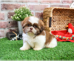 Small #17 Shih Tzu