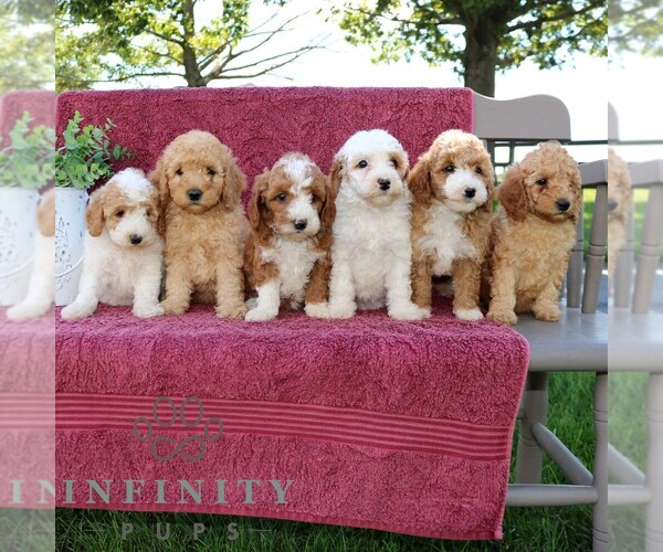 Medium Photo #2 Goldendoodle (Miniature) Puppy For Sale in EPHRATA, PA, USA