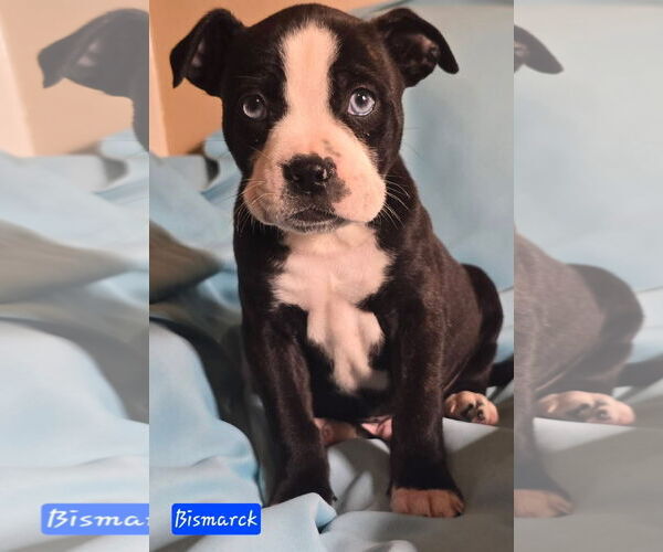 Medium Photo #1 Boston Terrier-Unknown Mix Puppy For Sale in Alexander, AR, USA