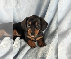 Dachshund Puppy for sale in NILES, MI, USA