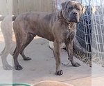 Small #5 America Bandogge Mastiff-Cane Corso Mix