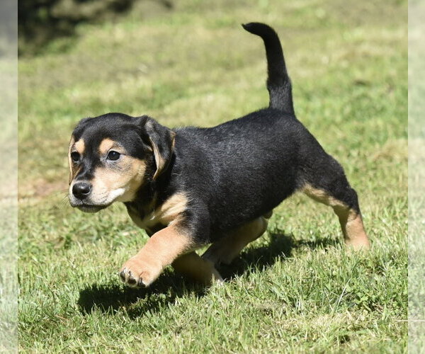 Medium Photo #5 Dachsador Puppy For Sale in Mechanicsburg, PA, USA