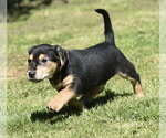 Small #4 Dachsador