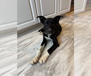 Mutt Dogs for adoption in Fenton, MO, USA