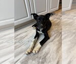 Small Mutt