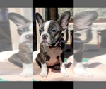 Small Photo #12 Faux Frenchbo Bulldog Puppy For Sale in SAN ANTONIO, TX, USA