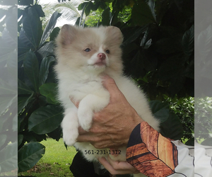 Pomeranian Puppy for sale in WEST PALM BEACH, FL, USA