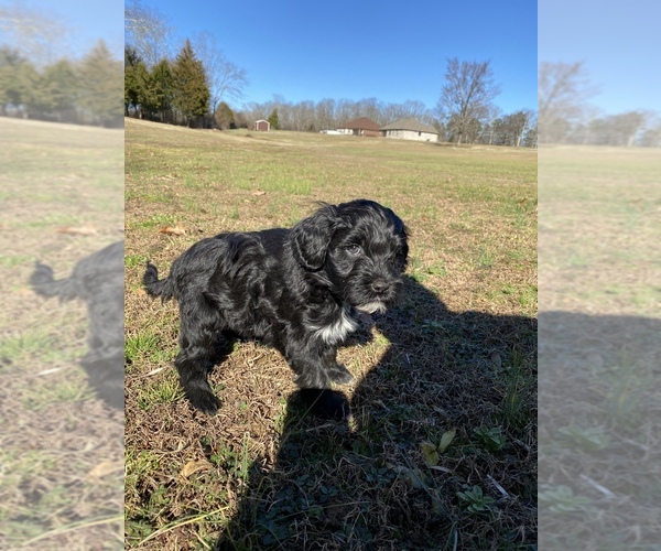 Medium Photo #16 Portuguese Water Dog Puppy For Sale in FLORENCE, AL, USA
