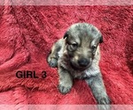 Puppy Puppy 3 German Shepherd Dog