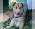 Small #1 German Shepherd Dog Mix