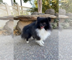 Father of the Pomeranian puppies born on 06/18/2025