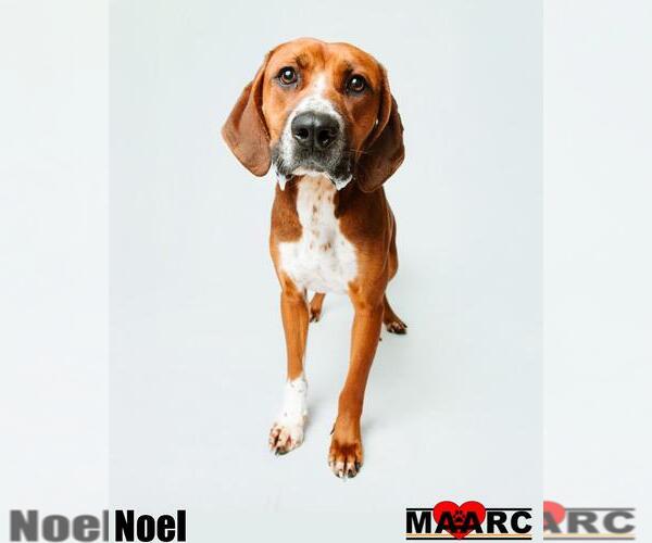Medium Photo #2 Rhodesian Ridgeback-Unknown Mix Puppy For Sale in Maryville, TN, USA