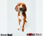 Small #1 Rhodesian Ridgeback Mix