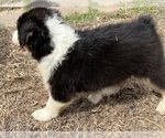 Small Photo #11 Australian Shepherd Puppy For Sale in SHALLOTTE, NC, USA