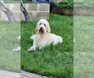 Mother of the Goldendoodle puppies born on 01/30/2025