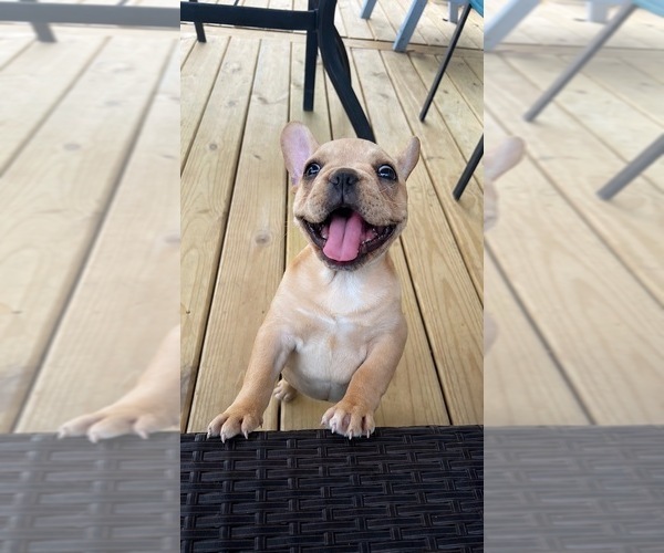 Medium Photo #13 French Bulldog Puppy For Sale in CEDAR RAPIDS, IA, USA