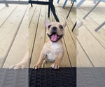 Small #12 French Bulldog