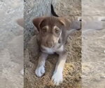 Small Photo #3 Australian Shepherd-Unknown Mix Puppy For Sale in FRAMINGHAM, MA, USA