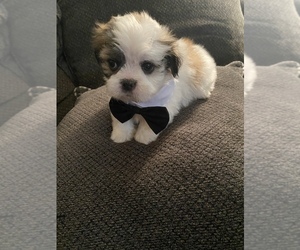 Mal-Shi-Maltese Mix Puppy for sale in EASTPOINTE, MI, USA