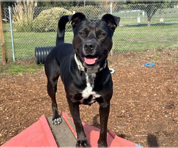 Medium Photo #2 American Pit Bull Terrier-Unknown Mix Puppy For Sale in McKinleyville, CA, USA