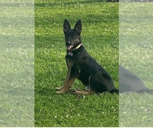 Mother of the German Shepherd Dog puppies born on 09/22/2025