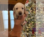 Small Photo #24 Labrador Retriever Puppy For Sale in LEASBURG, MO, USA
