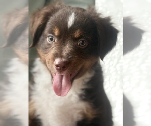 Medium Miniature Australian Shepherd