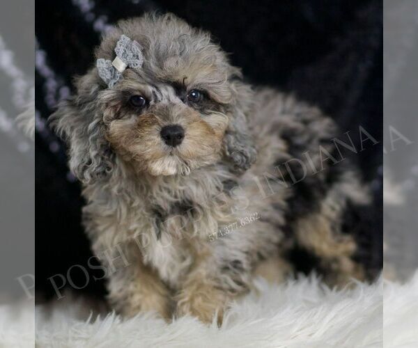 Medium Photo #3 Poodle (Toy) Puppy For Sale in WARSAW, IN, USA