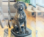 Puppy Puppy 3 Cane Corso