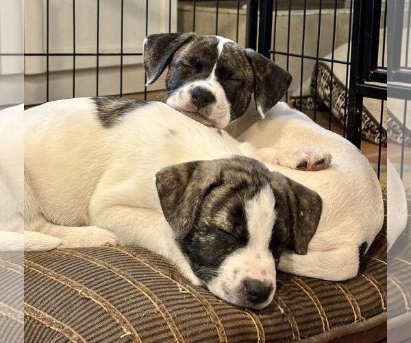 Medium Photo #2 American Bulldog-Anatolian Shepherd Mix Puppy For Sale in Royal Palm Beach, FL, USA