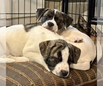 Small #1 American Bulldog-Anatolian Shepherd Mix