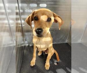 Chihuahua-Unknown Mix Dogs for adoption in San Antonio, TX, USA