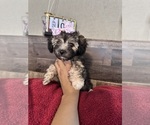 Small #16 Maltipoo