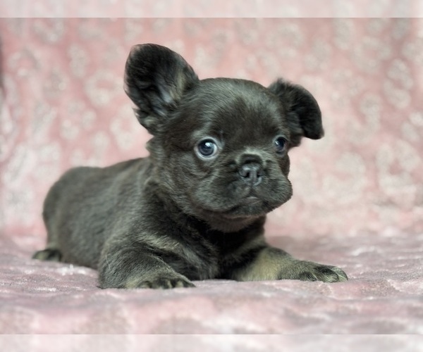 Medium Photo #3 French Bulldog Puppy For Sale in NEWTON, NJ, USA