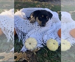 Puppy 3 Rottweiler-Sharberian Husky Mix
