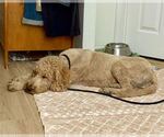 Small #1 Golden Retriever