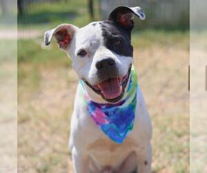 American Bulldog Dogs for adoption in San Antonio, TX, USA