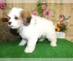 Small Photo #4 Shih Tzu Puppy For Sale in HAMMOND, IN, USA