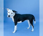 Small #1 American Pit Bull Terrier