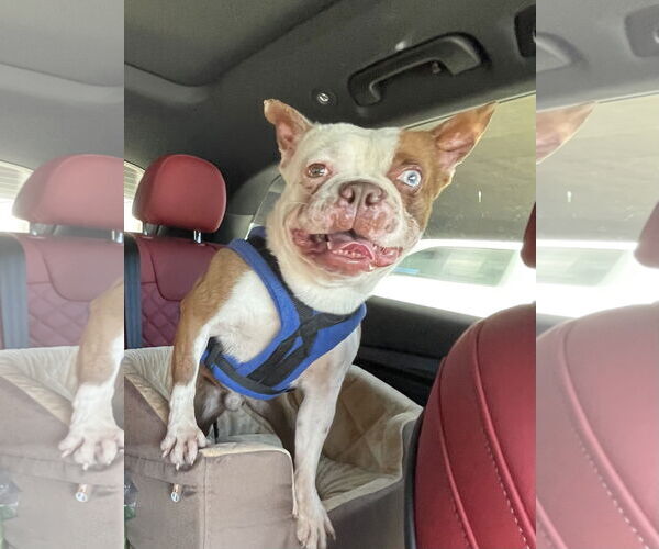 Medium Photo #4 Boston Terrier-Unknown Mix Puppy For Sale in Huntington Beach, CA, USA
