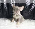 Small #2 French Bulldog