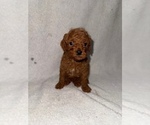 Puppy Puppy 1 Cavapoo (Miniature)