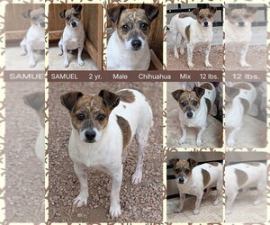 Chihuahua-Unknown Mix Dogs for adoption in Mesa, AZ, USA