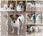 Small Chihuahua Mix